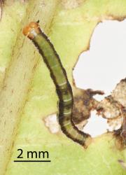 Small caterpillar of Kawakawa looper, Cleora scriptaria (Lepidoptera: Geometridae), on the underside of a seven finger, Schefflera digitata (Araliaceae), leaf. Creator: Tim Holmes. © Plant & Food Research. [Image: 2750]