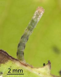 Underside of a small caterpillar of Kawakawa looper, Cleora scriptaria (Lepidoptera: Geometridae), on the underside of a seven finger, Schefflera digitata (Araliaceae), leaf. Creator: Tim Holmes. © Plant & Food Research. [Image: 2751]