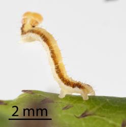 Small caterpillar of Kawakawa looper, Cleora scriptaria (Lepidoptera: Geometridae); note the body setae and the two pairs of prolegs (false legs). Creator: Tim Holmes. © Plant & Food Research. [Image: 2752]