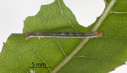 Large caterpillar of Kawakawa looper, Cleora scriptaria (Lepidoptera: Geometridae); note the lateral pale stripe. Creator: Tim Holmes. © Plant & Food Research. [Image: 2756]