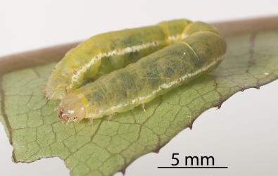 Large caterpillar of Kawakawa looper, Cleora scriptaria (Lepidoptera: Geometridae); note the lateral pale stripe. Creator: Tim Holmes. © Plant & Food Research. [Image: 2758]
