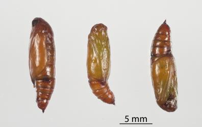 Pupae of Kawakawa looper, Cleora scriptaria (Lepidoptera: Geometridae). Creator: Tim Holmes. © Plant & Food Research. [Image: 275A]