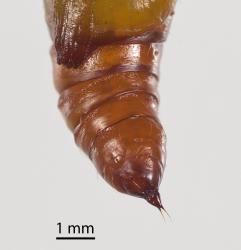 Tail end of pupa of Kawakawa looper, Cleora scriptaria (Lepidoptera: Geometridae); note the two fine projections (cremaster) at tail end of pupa. Creator: Tim Holmes. © Plant & Food Research. [Image: 275B]