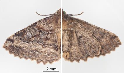 Male Kawakawa looper, Cleora scriptaria (Lepidoptera: Geometridae); upper side left, underside right. Creator: Tim Holmes. © Plant & Food Research. [Image: 275C]