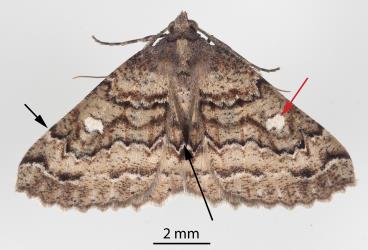 Upper side of Kawakawa looper, Cleora scriptaria (Lepidoptera: Geometridae); note the white spot near the front edge (costa) of the forewing (red arrow) (this spot sometimes grey or black) and absence of a pair of white spots halfway along the outer margin of the forewing. Also note the start and end points of the black scalloped line (black arrows) distinguish this species from Gellonia species. Creator: Tim Holmes. © Plant & Food Research. [Image: 275E]