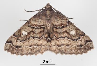 Male Kawakawa looper, Cleora scriptaria (Lepidoptera: Geometridae). Creator: Tim Holmes. © Plant & Food Research. [Image: 275F]