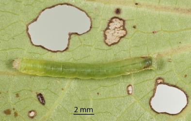 Small caterpillar of Kawakawa looper, Cleora scriptaria (Lepidoptera: Geometridae), on the underside of a kawakawa, Piper excelsum (Piperaceae), leaf. Creator: Tim Holmes. © Plant & Food Research. [Image: 275M]