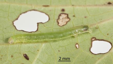 Caterpillar of Kawakawa looper, Cleora scriptaria (Lepidoptera: Geometridae), on the underside of a kawakawa, Piper excelsum (Piperaceae), leaf. Creator: Tim Holmes. © Plant & Food Research. [Image: 275N]