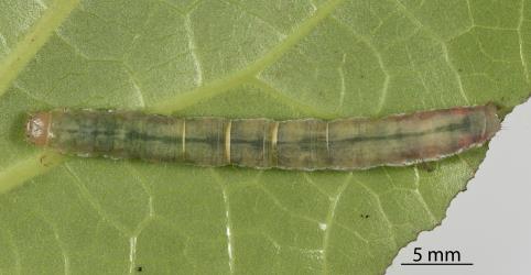Caterpillar of Kawakawa looper, Cleora scriptaria (Lepidoptera: Geometridae), on the underside of a kawakawa, Piper excelsum (Piperaceae), leaf. Creator: Tim Holmes. © Plant & Food Research. [Image: 275Q]