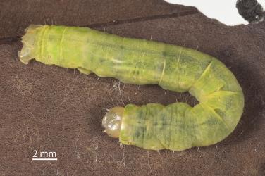 Caterpillar of Kawakawa looper, Cleora scriptaria (Lepidoptera: Geometridae), on the underside of a Griselinia lucida (Griseliniaceae) leaf. Creator: Tim Holmes. © Plant & Food Research. [Image: 275S]