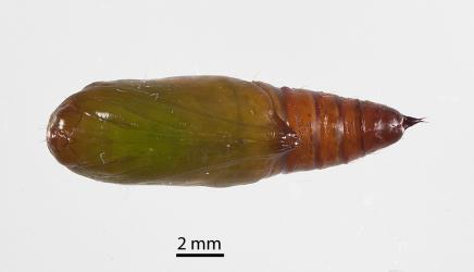 Pupa of Kawakawa looper, Cleora scriptaria (Lepidoptera: Geometridae). Creator: Tim Holmes. © Plant & Food Research. [Image: 275U]