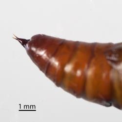 Tip of pupa of Kawakawa looper, Cleora scriptaria (Lepidoptera: Geometridae); note the two processes of the cremaster. Creator: Tim Holmes. © Plant & Food Research. [Image: 275W]
