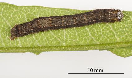 Caterpillar of Kawakawa looper, Cleora scriptaria (Lepidoptera: Geometridae) on a partly eaten leaf of Akeake, Dodonaea viscosa (Sapindaceae). Creator: Tim Holmes. © Plant & Food Research. [Image: 2761]