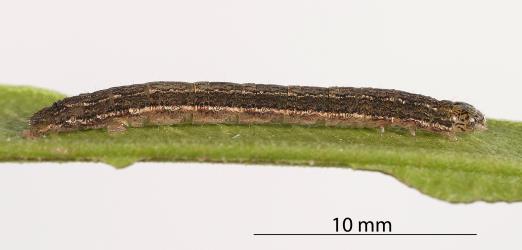 Caterpillar of Kawakawa looper, Cleora scriptaria (Lepidoptera: Geometridae) on a partly eaten leaf of Akeake, Dodonaea viscosa (Sapindaceae). Creator: Tim Holmes. © Plant & Food Research. [Image: 2762]