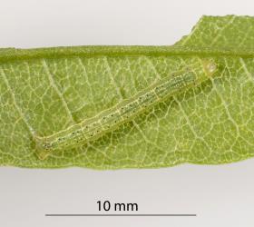 Caterpillar of Kawakawa looper, Cleora scriptaria (Lepidoptera: Geometridae) on a partly eaten leaf of Akeake, Dodonaea viscosa (Sapindaceae). Creator: Tim Holmes. © Plant & Food Research. [Image: 2763]