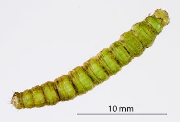 Prepupal caterpillar of Kawakawa looper, Cleora scriptaria (Lepidoptera: Geometridae). Creator: Tim Holmes. © Plant & Food Research. [Image: 2767]