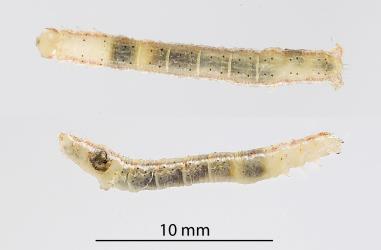 Kawakawa looper, Cleora scriptaria (Lepidoptera: Geometridae) parasitised by Meteorus pulchricornis (Hymenoptera: Braconidae) and after parasite larva has left the caterpillar; note the dark exit hole on the left of the lower picture. Creator: Tim Holmes. © Plant & Food Research. [Image: 2768]