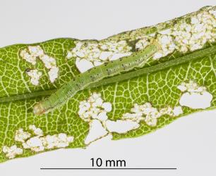 Small caterpillar of Kawakawa looper, Cleora scriptaria (Lepidoptera: Geometridae) on a partly eaten leaf of Akeake, Dodonaea viscosa (Sapindaceae). Creator: Tim Holmes. © Plant & Food Research. [Image: 276A]