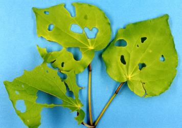 Typical leaf damage to kawakawa, Piper excelsum (Piperaceae), by caterpillars of Kawakawa looper, Cleora scriptaria (Lepidoptera: Geometridae). Creator: Nicholas A. Martin. © Plant & Food Research. [Image: 276C]