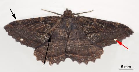 Upper side of large umber, Gellonia dejectaria (Lepidoptera: Geometridae), moth; on the forewing, note the white spot (red arrow) and position of the start and end of the black scalloped line (black arrows), that distinguish this species from the Kawakawa looper, Cleora scriptaria. Creator: Tim Holmes. © Plant & Food Research. [Image: 276E]