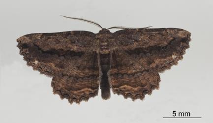 Small umber, Gellonia pannularia (Lepidoptera: Geometridae), moth. Creator: Tim Holmes. © Plant & Food Research. [Image: 276F]