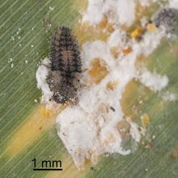 Larva of Scale-eating ladybird, Rhyzobius fagus (Coleoptera: Coccinellidae) feeding on flocculent flax scale, Poliaspis floccosa (Hemiptera: Diaspididae). Creator: Tim Holmes. © Plant & Food Research. [Image: 27A7]