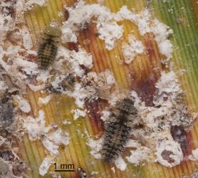 Larvae of Scale-eating ladybird, Rhyzobius fagus (Coleoptera: Coccinellidae) in a colony of flocculent flax scale, Poliaspis floccosa (Hemiptera: Diaspididae); note the recently moulted larva (top left) with the pale head and pronotum, and its nearby moulted skin. Creator: Tim Holmes. © Plant & Food Research. [Image: 27A8]