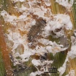 Young larva of Scale-eating ladybird, Rhyzobius fagus (Coleoptera: Coccinellidae) in a colony of flocculent flax scale, Poliaspis floccosa (Hemiptera: Diaspididae). Creator: Tim Holmes. © Plant & Food Research. [Image: 27A9]