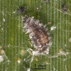 Prepupal larva of Scale-eating ladybird, Rhyzobius fagus (Coleoptera: Coccinellidae). Creator: Tim Holmes. © Plant & Food Research. [Image: 27AC]