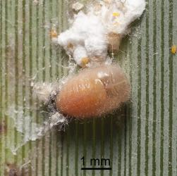 Pupa of Scale-eating ladybird, Rhyzobius fagus (Coleoptera: Coccinellidae). Creator: Tim Holmes. © Plant & Food Research. [Image: 27AD]