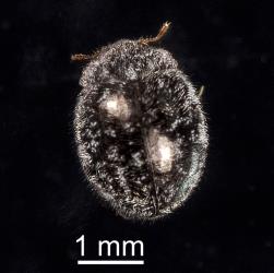 Adult Scale-eating ladybird, Rhyzobius fagus (Coleoptera: Coccinellidae). Creator: Tim Holmes. © Plant & Food Research. [Image: 27AF]