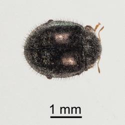 Adult Scale-eating ladybird, Rhyzobius fagus (Coleoptera: Coccinellidae). Creator: Tim Holmes. © Plant & Food Research. [Image: 27AH]