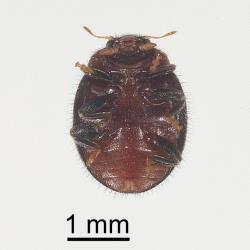 Underside of an Adult Scale-eating ladybird, Rhyzobius fagus (Coleoptera: Coccinellidae). Creator: Tim Holmes. © Plant & Food Research. [Image: 27AI]