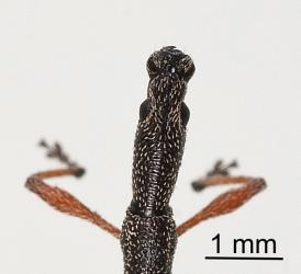 Upper side of the head an adult Haloragis weevil: Rhadinosomus acuminatus (Coleoptera: Curculionidae). Note the sharp jaws at the tip of the head. Creator: Tim Holmes. © Plant & Food Research. [Image: 27C1]