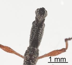 Underside of the head an adult Haloragis weevil: Rhadinosomus acuminatus (Coleoptera: Curculionidae). Note the sharp jaws at the tip of the head and the antennae tucked under the head. Creator: Tim Holmes. © Plant & Food Research. [Image: 27C3]