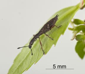 Adult Haloragis weevil: Rhadinosomus acuminatus (Coleoptera: Curculionidae), about 10 mm long. Creator: Tim Holmes. © Plant & Food Research. [Image: 27C4]