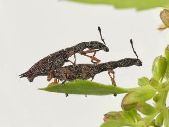 A pair of mating Haloragis weevils: Rhadinosomus acuminatus (Coleoptera: Curculionidae). The male is on top. Creator: Tim Holmes. © Plant & Food Research. [Image: 27C5]