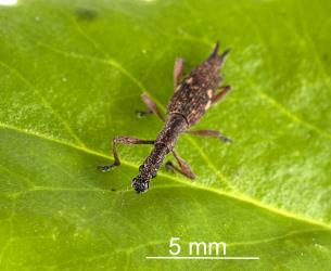 Adult Haloragis weevil: Rhadinosomus acuminatus (Coleoptera: Curculionidae), showing sharp mandibles. Antenna folded under head. Creator: Tim Holmes. © Plant & Food Research. [Image: 27C7]