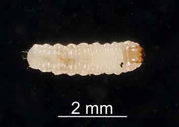 Larval Haloragis weevil: Rhadinosomus acuminatus (Coleoptera: Curculionidae), dorsal view. Creator: Tim Holmes. © Plant & Food Research. [Image: 27C9]
