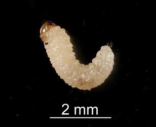 Larval Haloragis weevil: Rhadinosomus acuminatus (Coleoptera: Curculionidae), side view. Creator: Tim Holmes. © Plant & Food Research. [Image: 27CA]