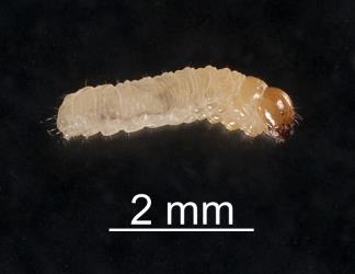 Larval Haloragis weevil: Rhadinosomus acuminatus (Coleoptera: Curculionidae), dorsal view. Creator: Tim Holmes. © Plant & Food Research. [Image: 27CB]