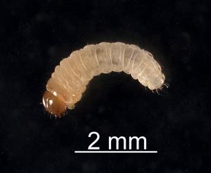 Larval Haloragis weevil: Rhadinosomus acuminatus (Coleoptera: Curculionidae), side view. Creator: Tim Holmes. © Plant & Food Research. [Image: 27CC]