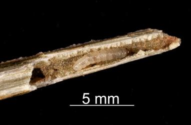 Larval Haloragis weevil: Rhadinosomus acuminatus (Coleoptera: Curculionidae), tunnelling in stem of Shrubby haloragis, Haloragis erecta (Haloragaceae). Creator: Tim Holmes. © Plant & Food Research. [Image: 27CD]