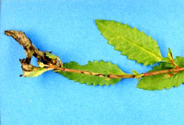 Stem mine in young stem of Shrubby haloragis, Haloragis erecta (Haloragaceae) made by a small larva of a Haloragis weevil: Rhadinosomus acuminatus (Coleoptera: Curculionidae). Creator: Nicholas A. Martin. © Plant & Food Research. [Image: 27CE]