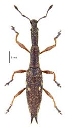 Adult Haloragis weevil: Rhadinosomus acuminatus (Coleoptera: Curculionidae), photomontage of a museum specimen, dorsal, top side. Creator: Birgit E Rhode. © Landcare Research. [Image: 27CF]
