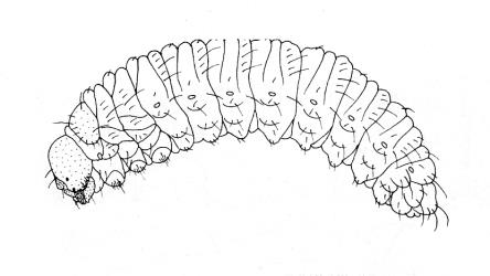 Drawing of a larva of Haloragis weevil: Rhadinosomus acuminatus (Coleoptera: Curculionidae). Creator: Brenda May. © Drawing published in Fauna of New Zealand, 1993. 28: 1-223, figure 558. [Image: 27CG]