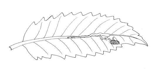 Drawing of an egg of Haloragis weevil: Rhadinosomus acuminatus (Coleoptera: Curculionidae), and the tunnel made by the small larva in the leaf of Shrubby haloragis, Haloragis erecta (Haloragaceae). Creator: Brenda May. © Drawing  published in Fauna of New Zealand, 1993. 28: 1-223, figure 568. [Image: 27CH]