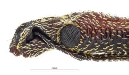 Side view of adult Haloragis weevil: Rhadinosomus acuminatus (Coleoptera: Curculionidae), head to show the deep groove in which the antennae sit when folded under the head. Note the shorter forward pointing groove for when the antennae are held forwards. Creator: Birgit E Rhode. © Landcare Research. [Image: 27CI]