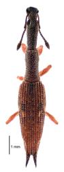Adult Haloragis weevil: Rhadinosomus acuminatus (Coleoptera: Curculionidae), photomontage of a museum specimen. Creator: Birgit E Rhode. © Landcare Research. [Image: 27CJ]