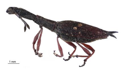 Adult Haloragis weevil: Rhadinosomus acuminatus (Coleoptera: Curculionidae), photomontage of a museum specimen. Creator: Birgit E Rhode. © Landcare Research. [Image: 27CM]